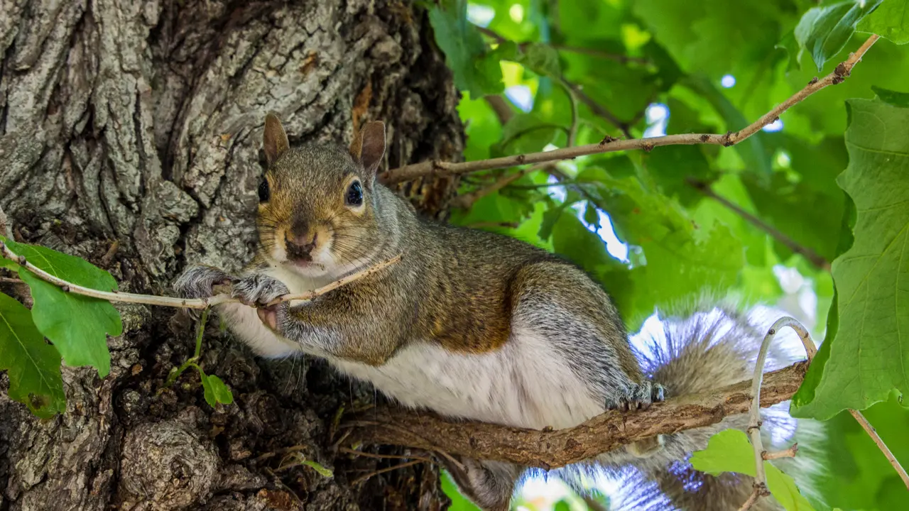 A squirrel rests on a tree branch.