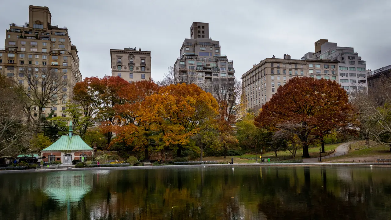 Looking at trees in the Fall, juxtaposed against high-rise buildings.