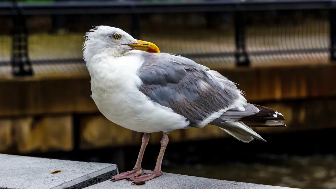 A seagull perched on a ledge.