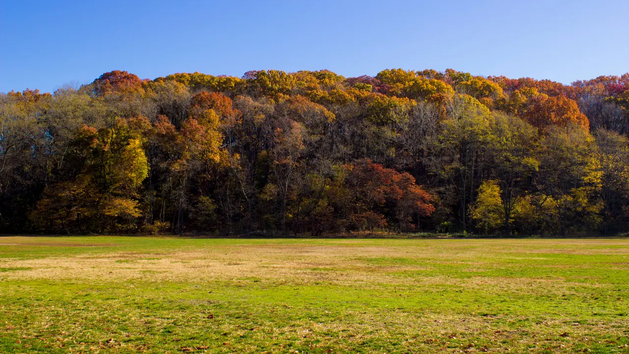 Grass and trees.