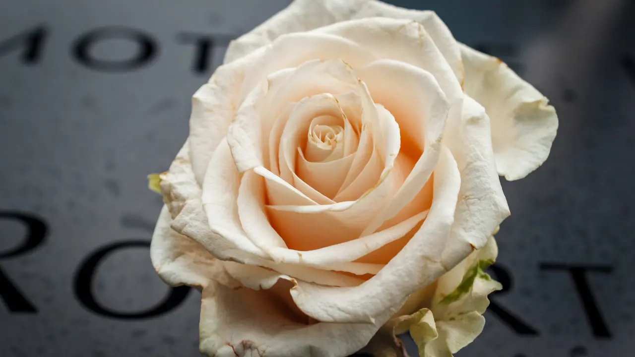 A flower placed as tribute to a September 11, 2001 victim.